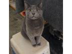 Adopt Winston a Domestic Short Hair, Russian Blue