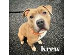 Adopt Krew a Pit Bull Terrier