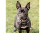 Adopt Moe a Pit Bull Terrier