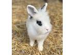 Adopt Mick Jagger and Blanca a Angora Rabbit