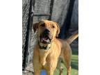 Adopt Stuart a Black Mouth Cur