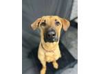 Adopt Roger a Black Mouth Cur