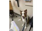 Adopt Ranger a Border Collie, Australian Shepherd