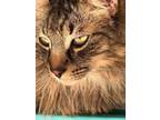 Adopt Pumpkin a Domestic Long Hair