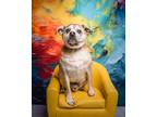 Adopt Otto a Pug, Mixed Breed