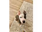 Adopt Junior a Pit Bull Terrier