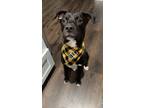 Adopt Milo a Black Labrador Retriever, Pit Bull Terrier