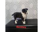 Bently