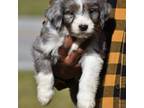 Mutt Puppy for sale in Brooksville, FL, USA