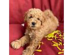 Mutt Puppy for sale in Sterling, CO, USA