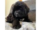 Newfoundland Puppy for sale in Isanti, MN, USA