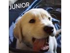 Junior