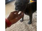 French Bulldog Puppy for sale in Orlando, FL, USA