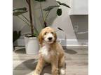 Goldendoodle Puppy for sale in Shalimar, FL, USA