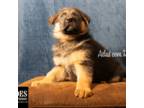 German Shepherd Dog Puppy for sale in Remus, MI, USA