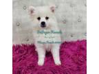 American Eskimo Dog Puppy for sale in Rock Valley, IA, USA