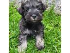 Schnauzer (Miniature) Puppy for sale in Blooming Prairie, MN, USA