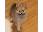 Pomeranian Puppy for sale in Danielsville, GA, USA