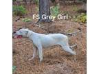 Dogo Argentino Puppy for sale in Gaston, SC, USA