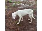 Dogo Argentino Puppy for sale in Gaston, SC, USA