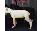 Dogo Argentino Puppy for sale in Gaston, SC, USA