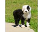 Old English Sheepdog Puppy for sale in West Monroe, LA, USA