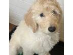 Goldendoodle Puppy for sale in Fort Collins, CO, USA