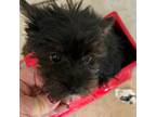 Yorkshire Terrier Puppy for sale in Athens, AL, USA
