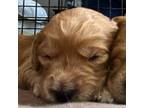 Goldendoodle Puppy for sale in The Woodlands, TX, USA