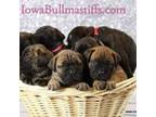 Bullmastiff Puppy for sale in Osceola, IA, USA