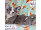 Mercury - Merle