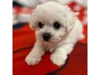 Bichon Frise Puppy for sale in Puyallup, WA, USA