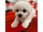 AKC CH. Korean tiny Bichon