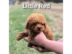Poodle (Toy) Puppy for sale in Oskaloosa, KS, USA