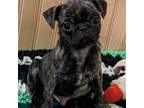 Black brindle AKC