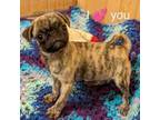 Pug Puppy for sale in Stonewall, LA, USA