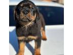 Rottweiler Puppy for sale in East Hartford, CT, USA