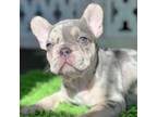 French Bulldog Puppy for sale in Tampa, FL, USA