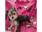 Yorkshire Terrier Puppy for sale in Snowflake, AZ, USA