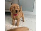 Golden Retriever Puppy for sale in Miami, FL, USA