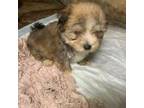 Maltipoo Puppy for sale in Ringling, OK, USA
