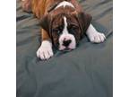 Boxer Puppy for sale in Queensbury, NY, USA