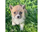 Cardigan Welsh Corgi Puppy for sale in Billings, MO, USA