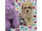 Poodle (Toy) Puppy for sale in Kokomo, IN, USA