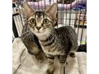 Adopt Sahara a Tiger Striped Domestic Mediumhair cat in Knoxville, TN (38434750)