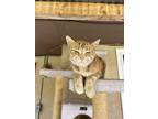 Adopt Tyrion a Orange or Red Tabby Domestic Mediumhair / Mixed (medium coat) cat