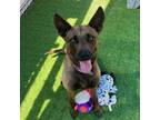 Adopt Zira a Brown/Chocolate Belgian Malinois / Mixed Breed (Medium) / Mixed dog