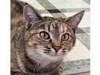 Adopt Selena a Calico or Dilute Calico Domestic Shorthair cat in Frankfort