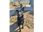 Adopt Bauer a Black German Shepherd Dog / Mixed dog in Springfield
