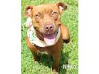 Adopt Nikko a American Pit Bull Terrier / Mixed dog in Gautier, MS (38500695)
